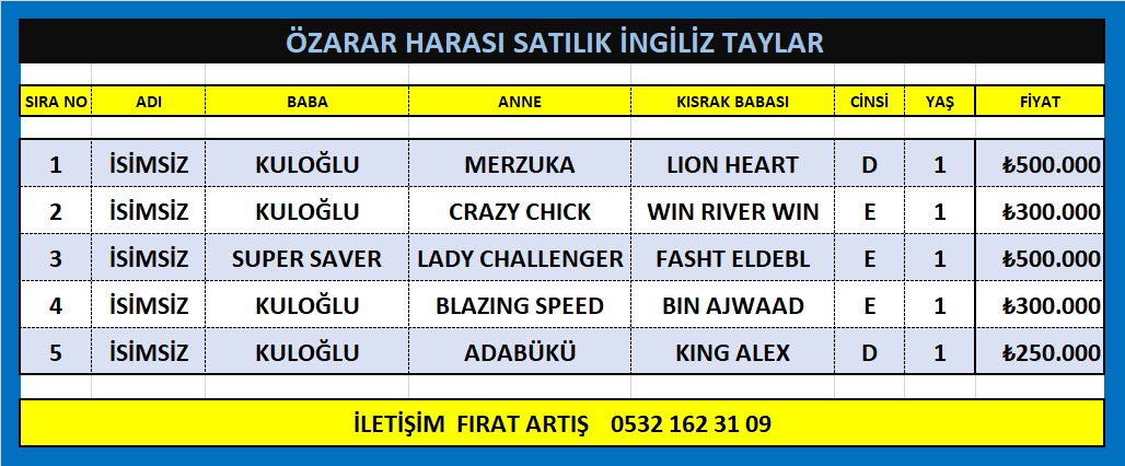 Özarar Harasından Satılık İngiliz Taylar irtibat:05321623109